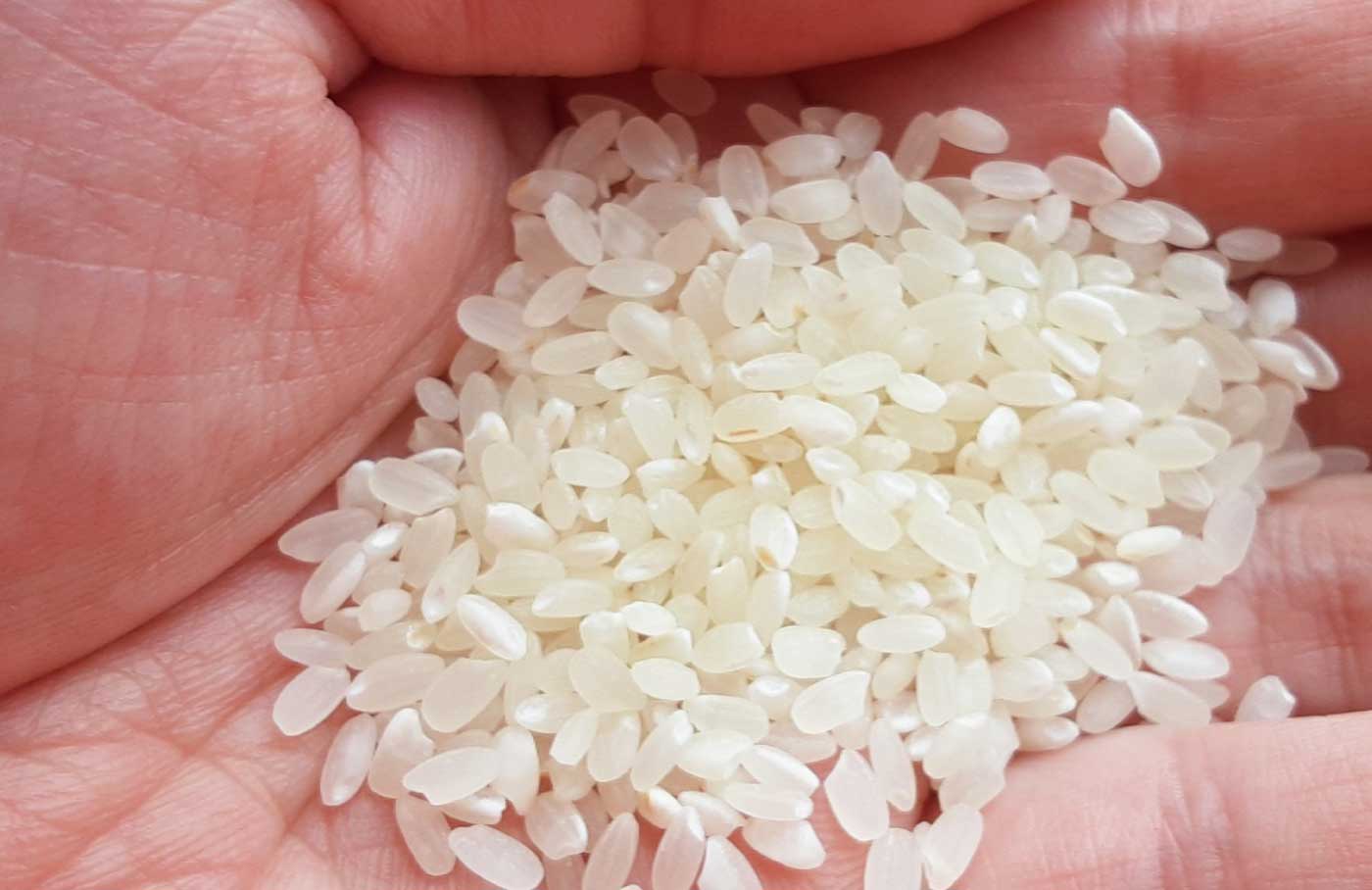 コシヒカリについて